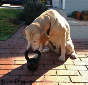 Benefits Of Strength Training Your Dog Training Your Dog