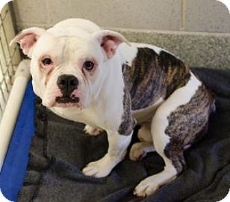 American Bulldog Mix Dog For Adoption In Ann Arbor Michigan