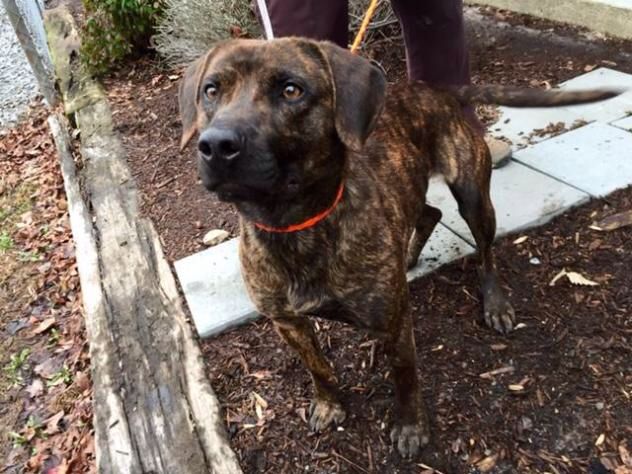 adopt jenkins on congrats