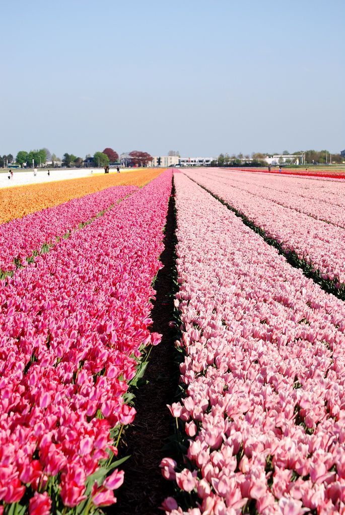 Pin By Raveena On Seasons Holidays In 2020 Tulip Fields