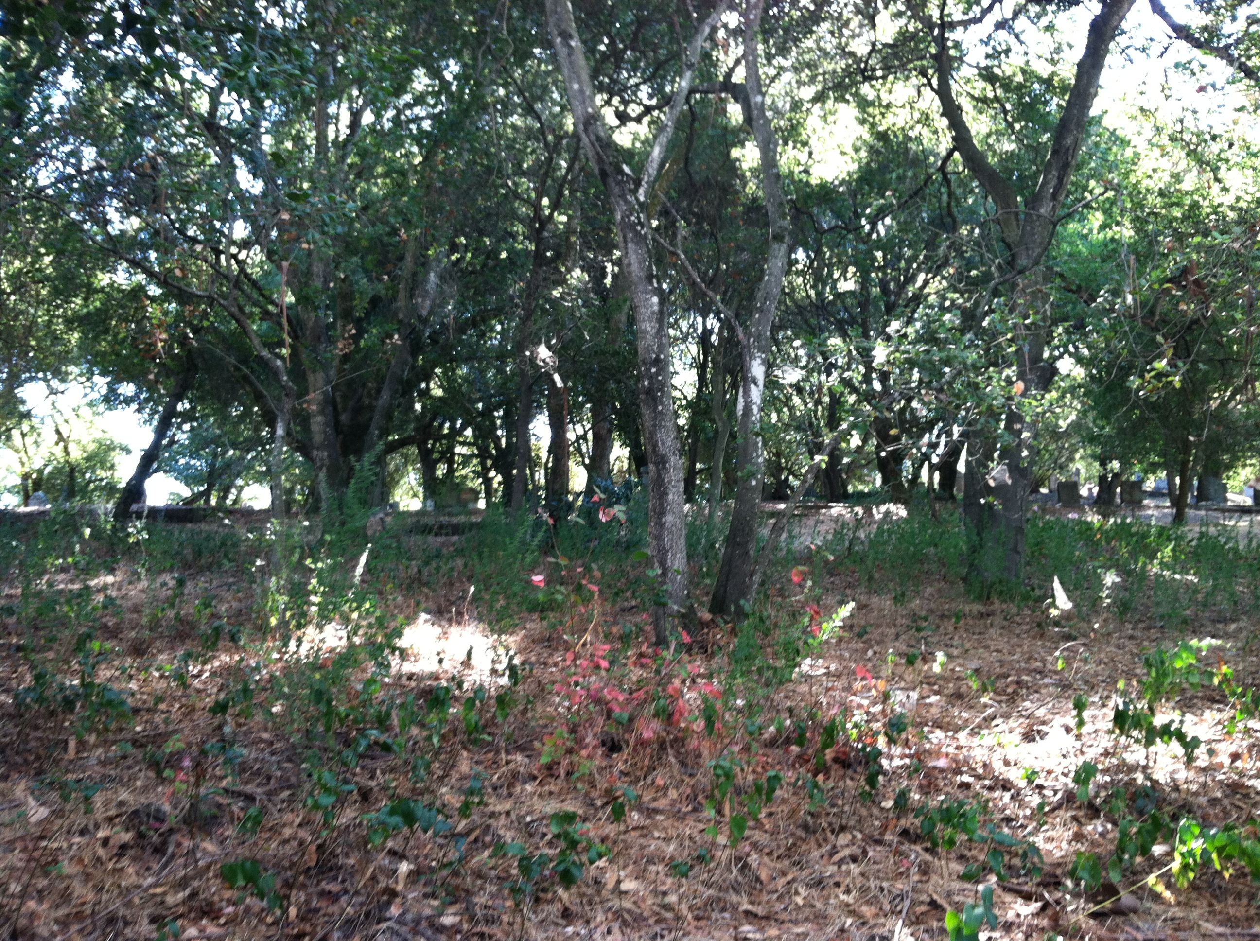 Old graveyard Santa Rosa , CA Urban nature, Nature, Santa rosa