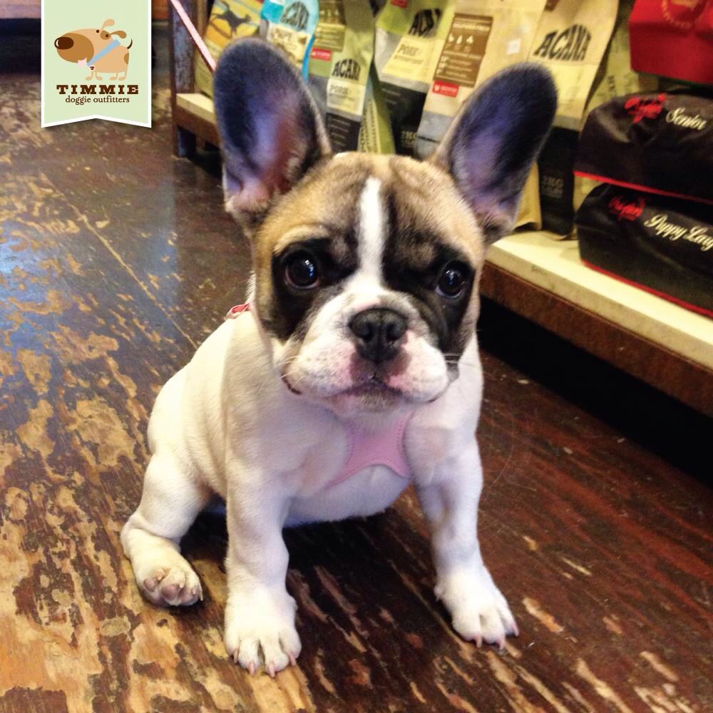 Did Someone Order Waffle With Extra Cuteness On The Side