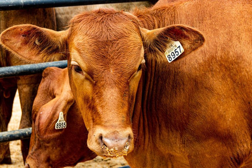Brown Swiss Cows Cowlady Cow Farm Animals Dairy Cattle