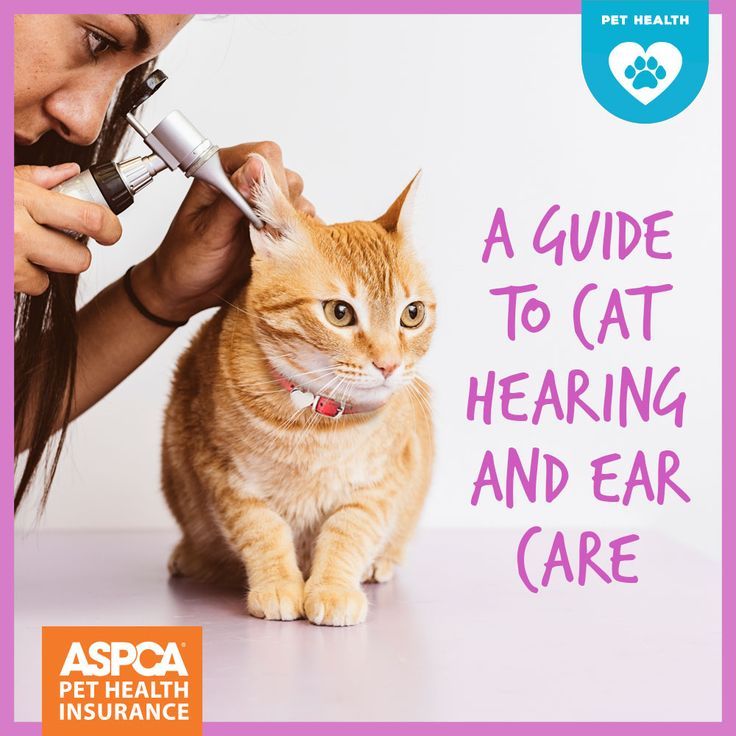 A guide to cat hearing and ear care cats ear care pet