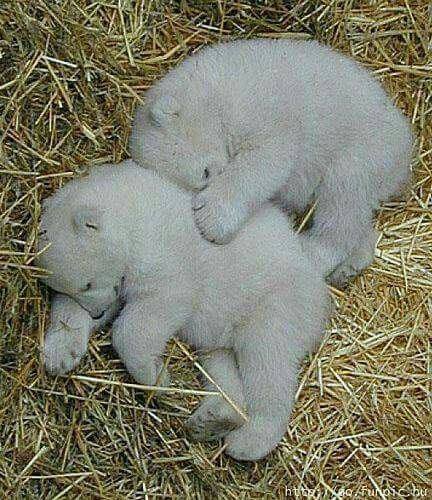 Baby Polar Bears Baby Polar Bears Cute Baby Animals Baby Animals