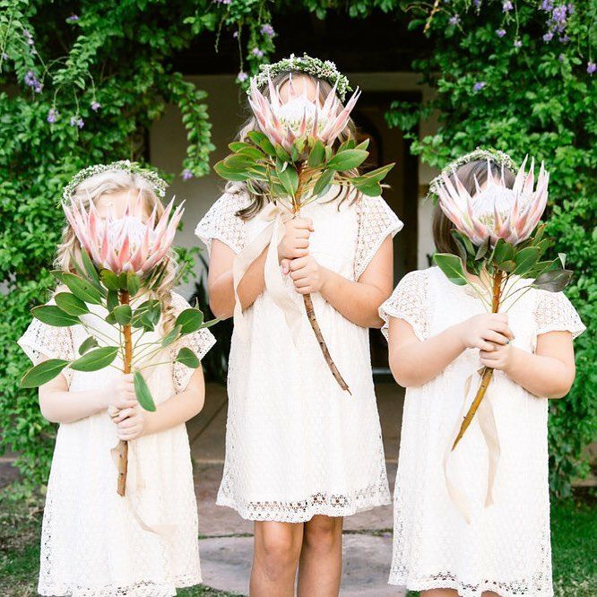 King Protea Flower Fiftyflowers Com Protea Flower Flower Drawing Flower Bouquet Wedding