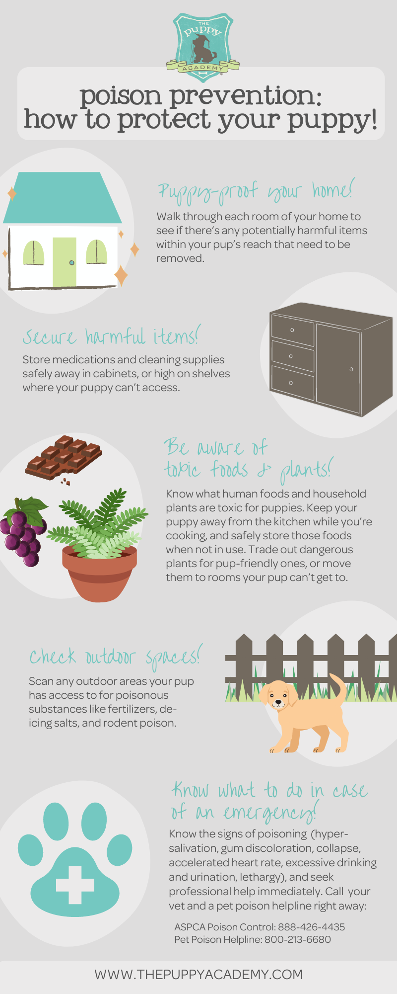 March is Pet Poison Prevention Month! Learn How to Protect Your Puppy! — The Puppy Academy New Puppy, Puppy Love, Pet Poison Prevention, Emergency Vet Clinic, Dumb Cane, Rat Poison, Puppy Proofing, Corn Plant, Household Plants