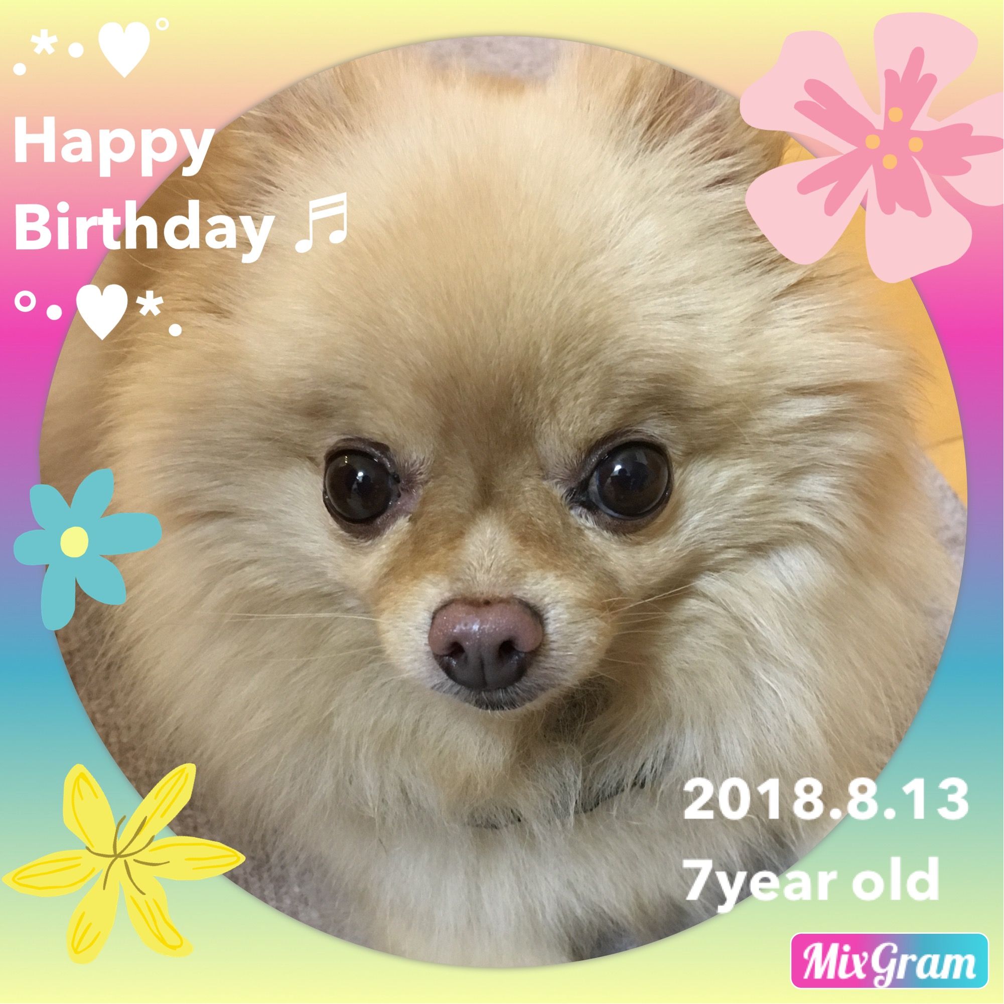モコちゃん おしゃれまとめの人気アイデア Pinterest のっこ モコ モコちゃん おしゃれまとめの人気アイデア Pinterest のっこ モコ