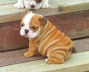 Can T Get Over How Cute This Puppy Is Animals Cute Baby