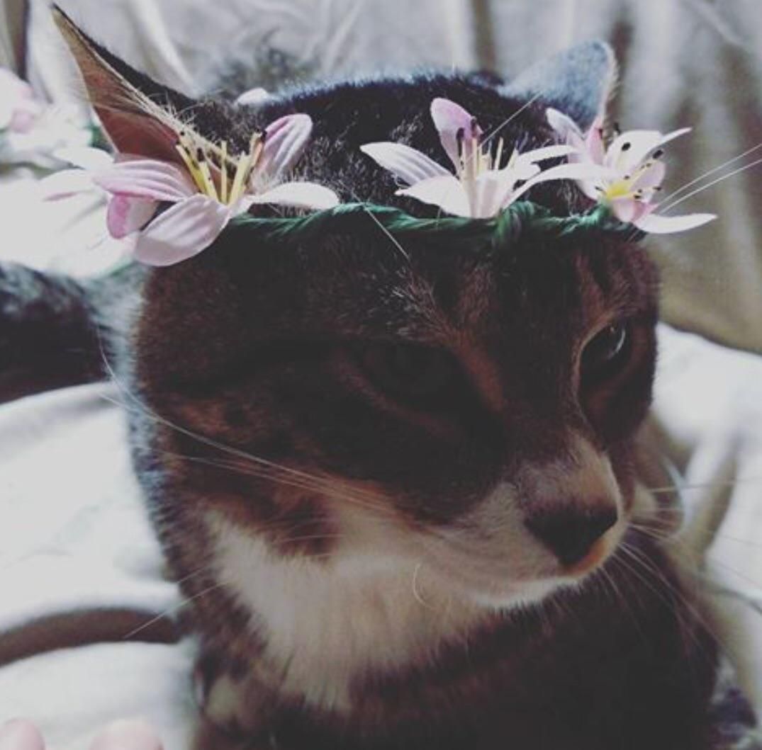 I made a flower crown for my friends cat! Cats, Flower crown, Animal