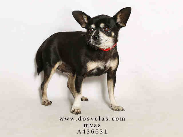 Urgent Id A456631 I Am Described As A Female Black And Tan