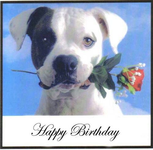 Marvelous Birthday Wishes For Dogs Happy Birthday Puppy Happy