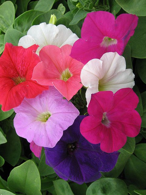 Calibrachoa Magic Bells Kabloom Romance Mix Pill Good Seed