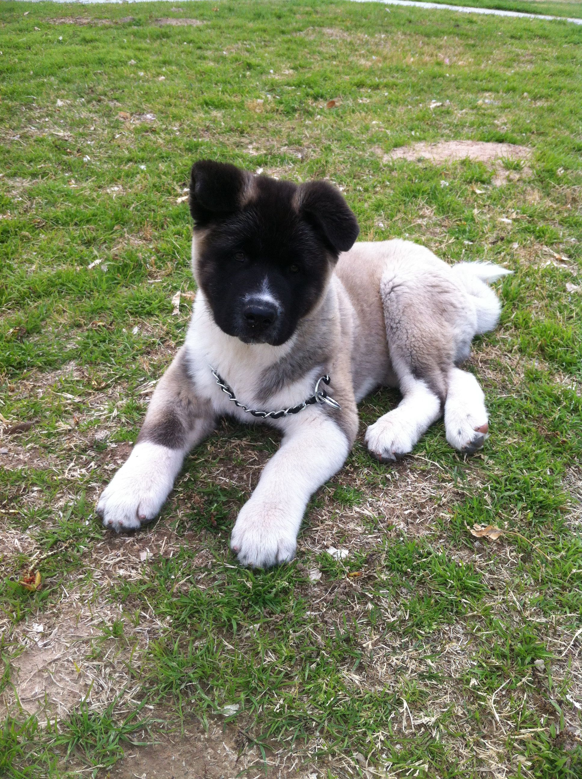 Gunner 14 Week Old American Akita American Akita Animals Akita