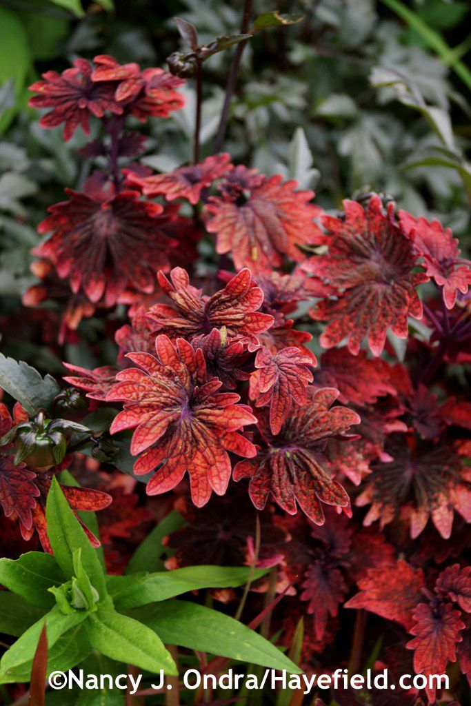 'Gnash Rambler' coleus (Solenostemon scutellarioides) at