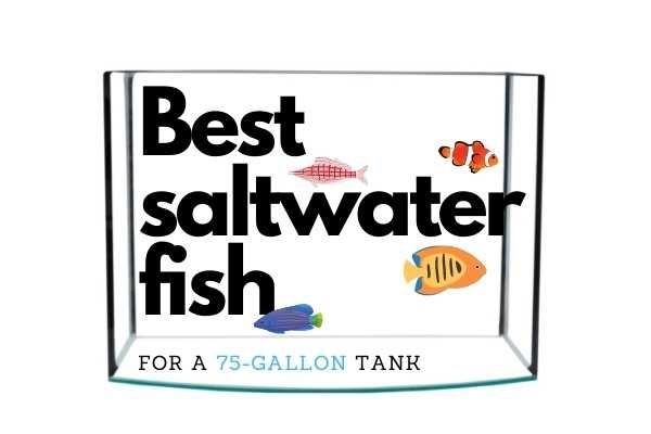 A 75-gallon tank is a nearly perfect size for saltwater fish, allowing enough room to care for all but the largest saltwater fish. You can keep all the fish species recommended for smaller tanks, and… Saltwater Aquarium Fish, Small Tank, Angel Fish, Gallon, Tanks, Species, Recommended, Messages, Novelty Sign