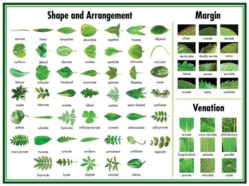 weed 8 leaf whorl white flower uk google search garden plant classification chart