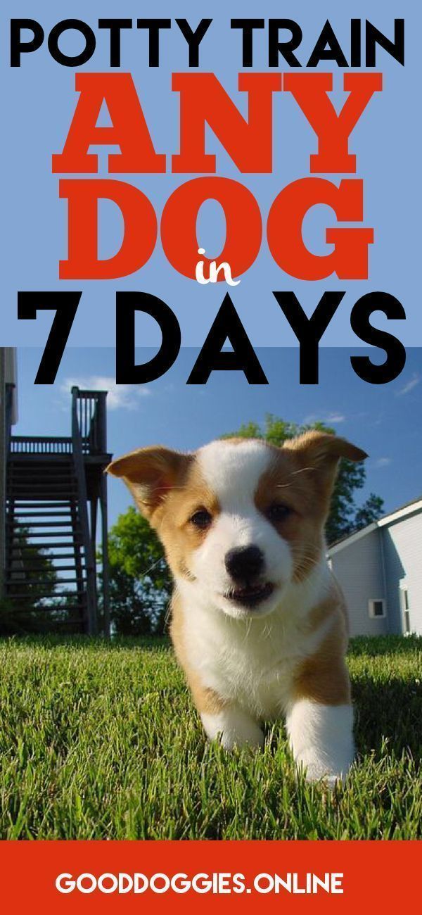 Potty Train Your Dog In 7 Days Or Less Good Dog Info Dogs