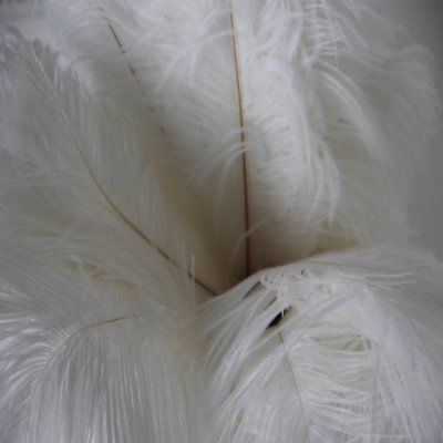 Wholesale Original 50pcs natural Reeves/'s Pheasant feathers 4-64inch//10-160cm