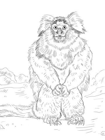 common marmoset coloring page  rainforest animals animal