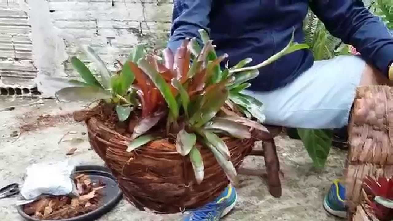 Como Fazer Mudas De Brom lia Brom lias Brom lia Replantar como-fazer-mudas-de-brom-lia-brom-lias-brom-lia-replantar