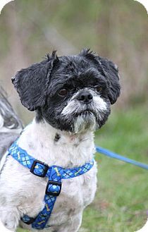 Williamsburg Ia Shih Tzu Meet Dylan A Dog For Adoption Http