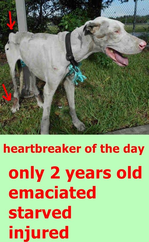 Rescued Rambo A1812161 I Am A Male White And Black