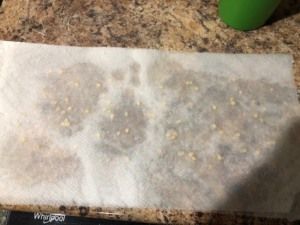 how to germinate seeds fast paper towel method seeds how to germinate flower seeds paper towel