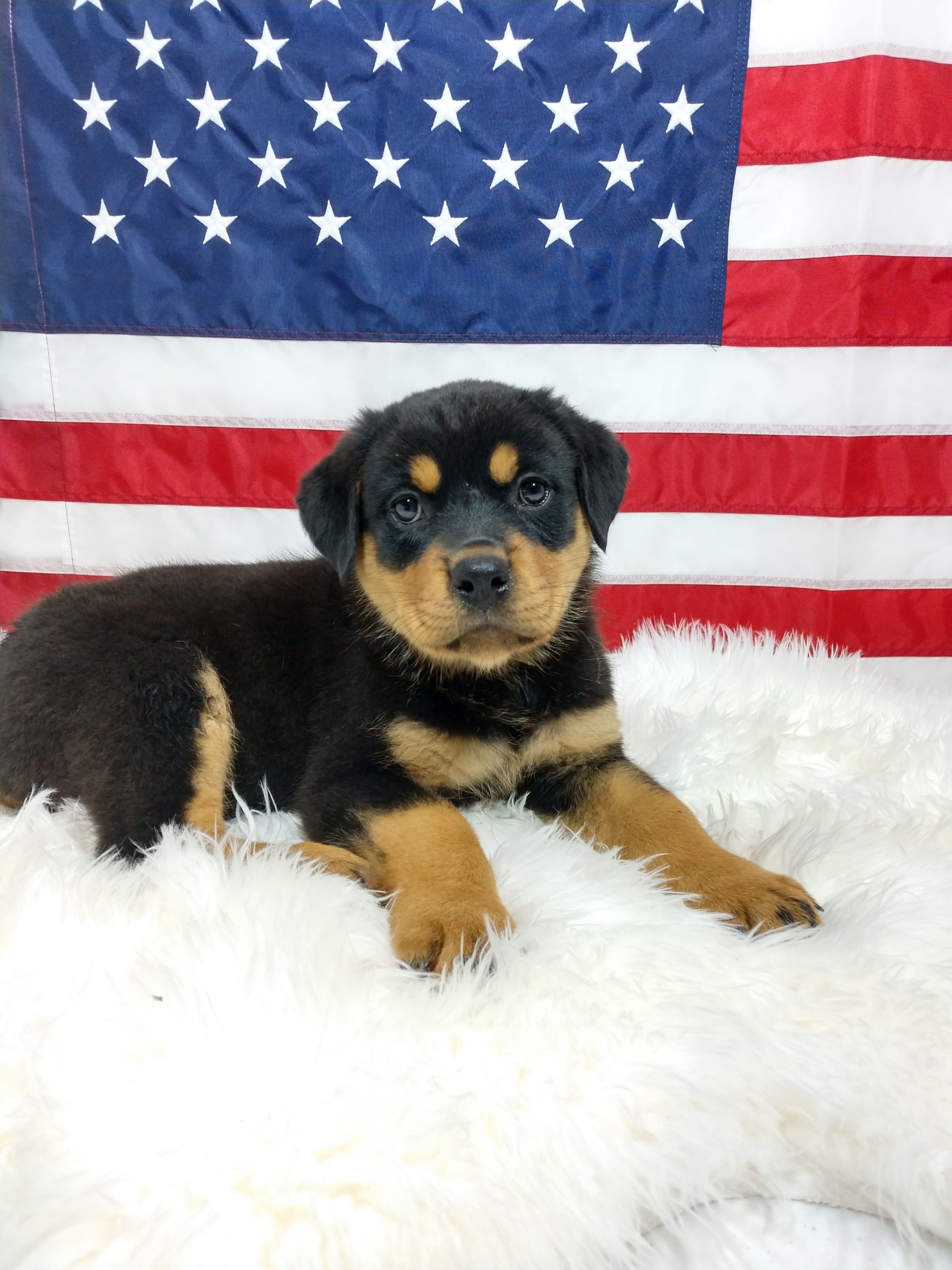 Pin by Garen on Przyroda Rottweiler puppies for sale