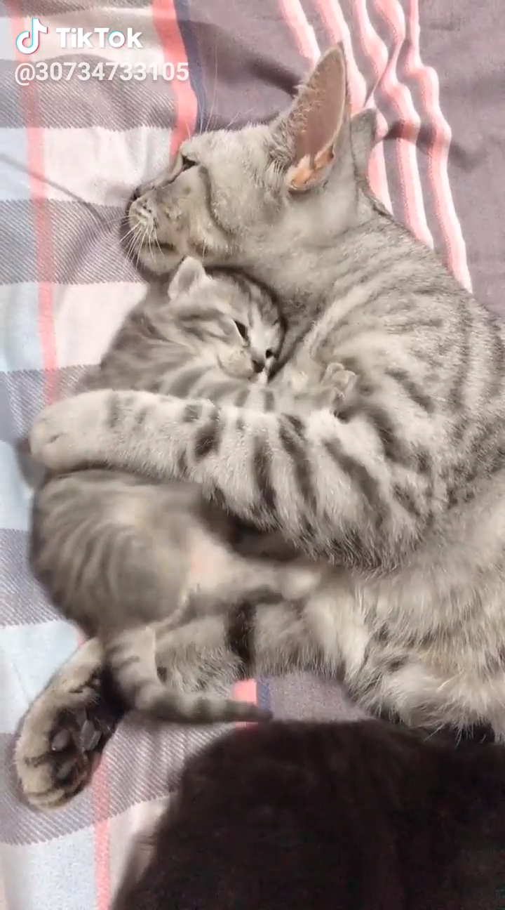 Cute Kitten Playing With Her Mother Kittens Cats Cutekitten Baby Kittens Cutest Cute Baby Animals Cute Cats And Kittens