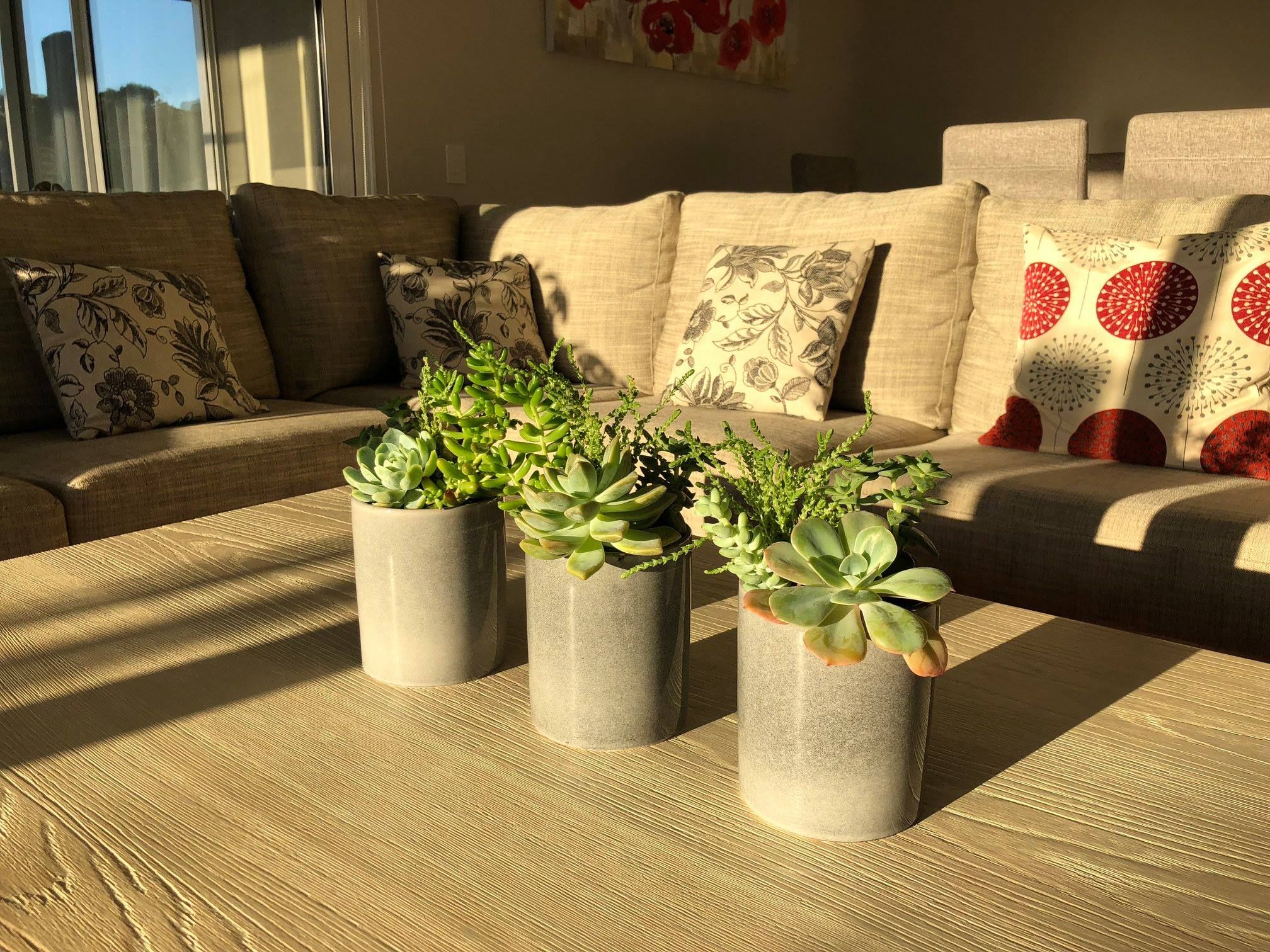 Succulent Arrangement Succulent Arrangement