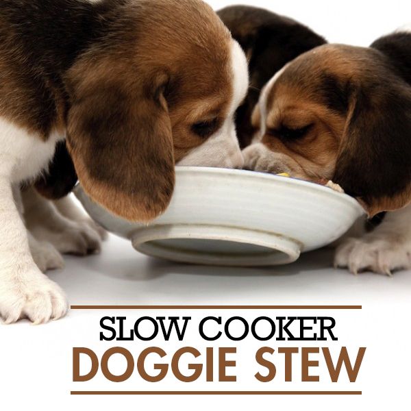 Best Dry Food For Skinny Dogs Best Dry Food For Skinny Dogs