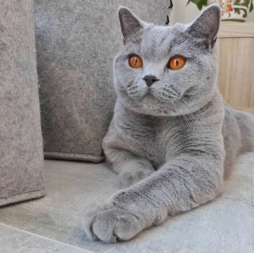 😻🙀 #cats #dogs #catslover #castagram #catslove #catsword #catsofig #catsdaily #dogsofig #dogsofinstagram #dogstagram #dogslife #dogsofinsta #dogsofinstaworld #dogsofig #dogslover #dogsrule #dogscorner #dogsdaily #catstagram #catslovers #catsrule #catsdogs #hellopetty