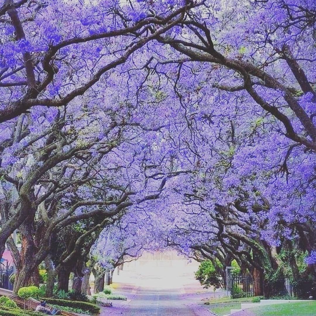 Jacaranda Tree In Georgia