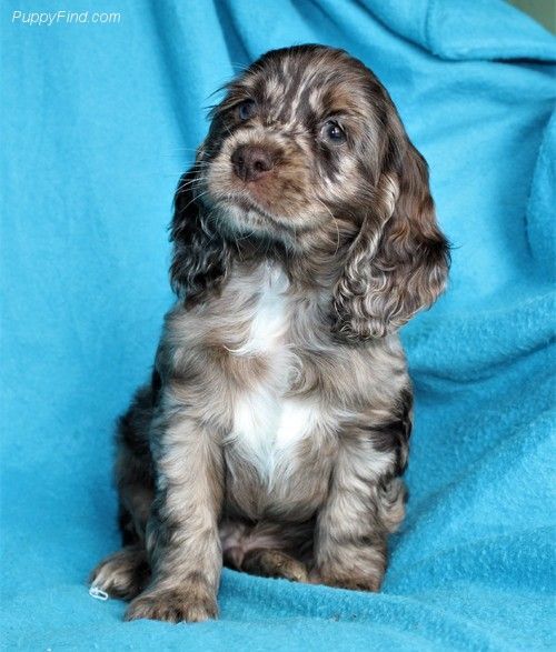 Chiot Elevage Du Royaume Des Quatre Pattes Eleveur De Chiens Cocker Spaniel Anglais
