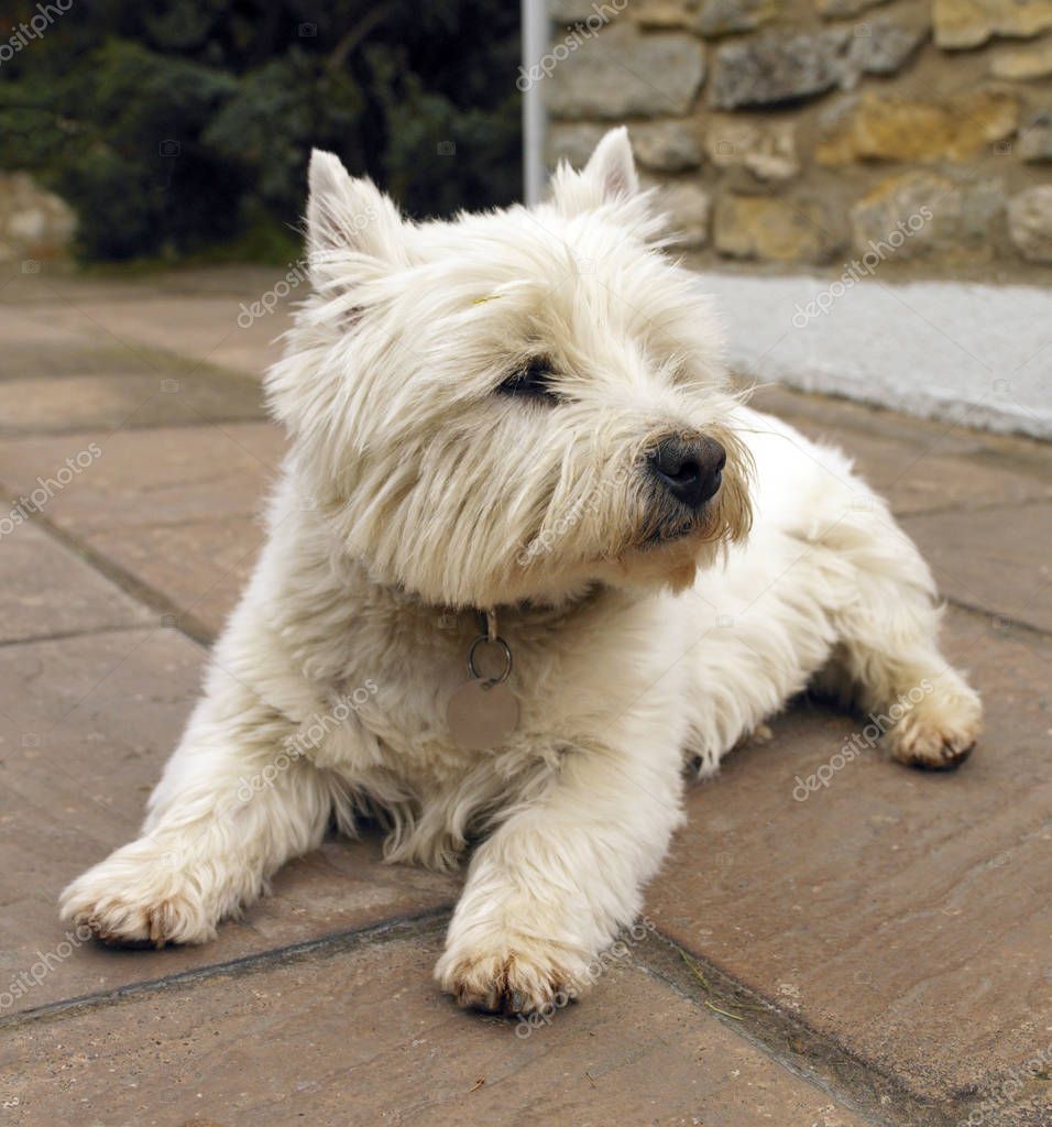 Close Up, Stock Images, Stock Photos, Yorkshire Terrier, Photo Posters, Birds In Flight, Mammals, Canine, Photo Image
