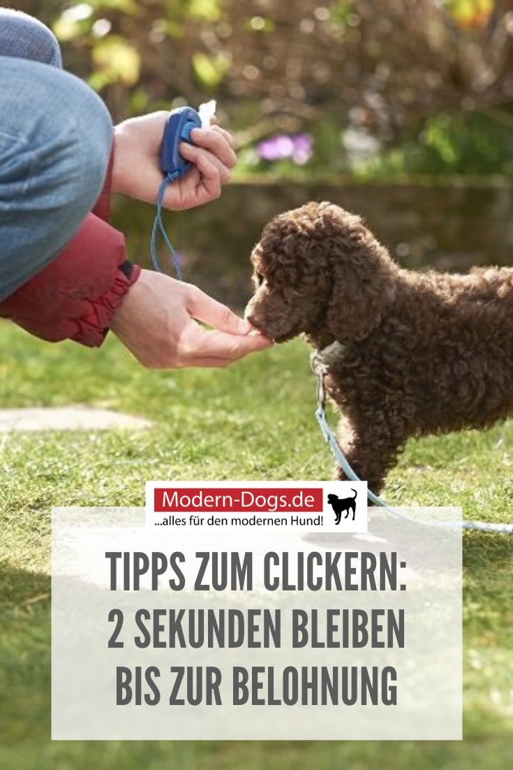 Clickertraining Warum wird geclickert und wie funktioniert es