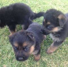 Pin By Madison Masar On Doggie Stuff Dogs German Shepherd Dogs