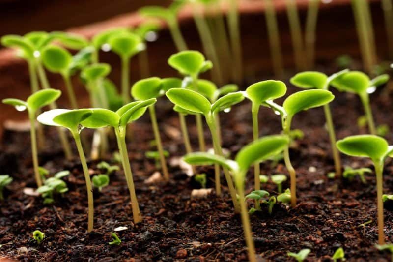 10 Amazing Uses of Hydrogen Peroxide for Plants in the