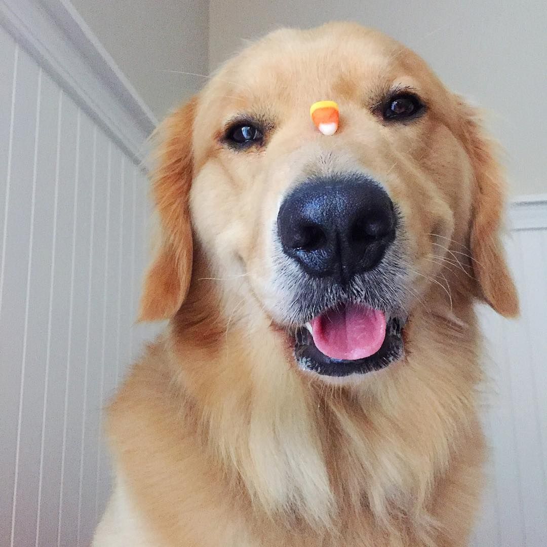 when do puppies calm down golden retriever