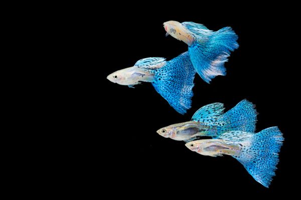 The 16 Most Beautiful Fish Pictures Vodnye Zhivotnye Zhivotnye Okeanicheskie Sushestva