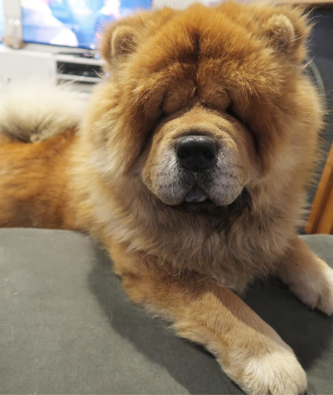 I Like Hooman Food Wesleychow Dog Chow Chowchow Chowssss