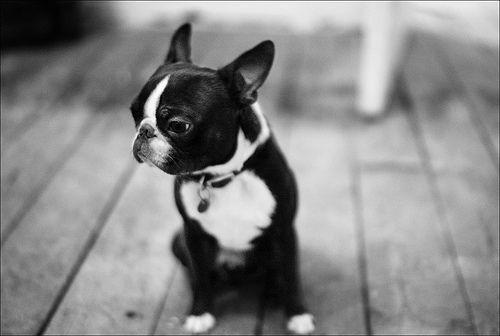 Wee Funny Looking Black And White Dog On Out Of Focus Black And