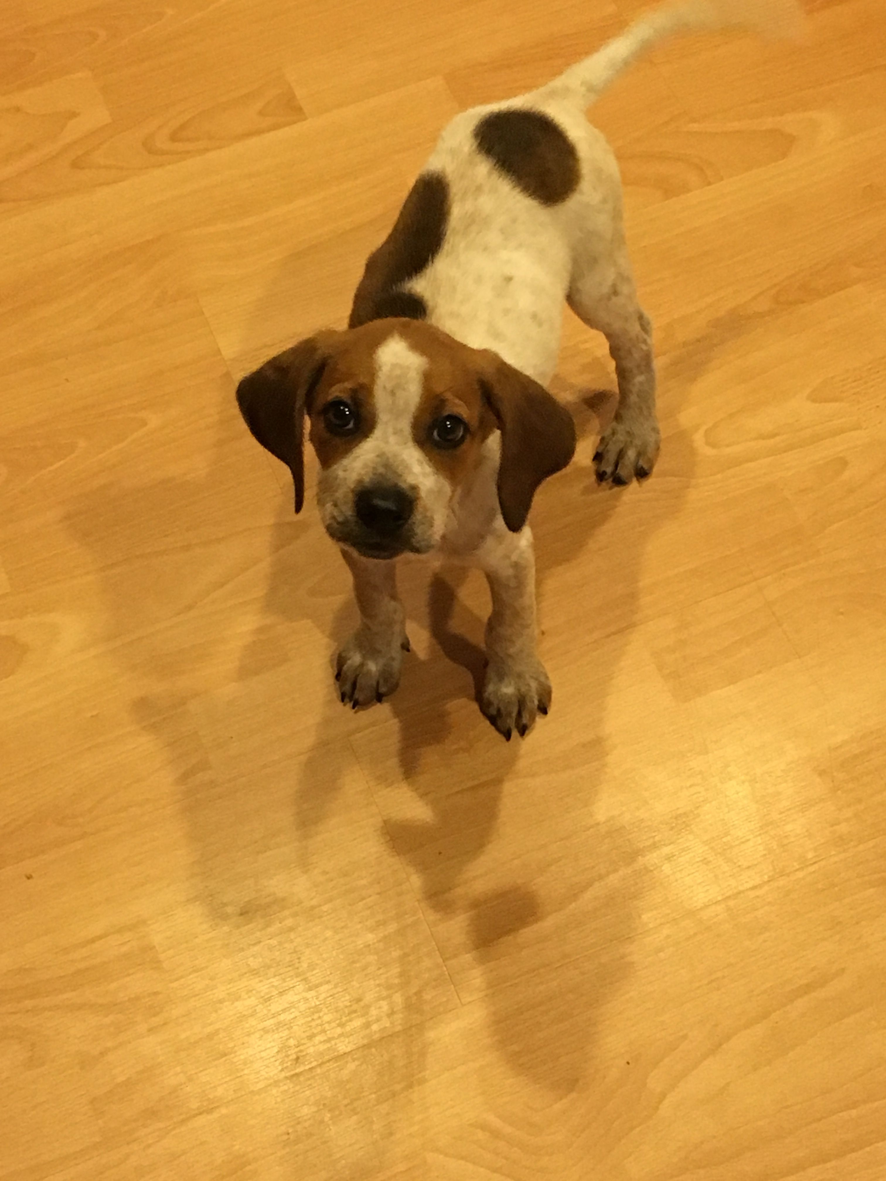 Coonhound Puppy Treeing Walker Coonhound Walker Coonhound