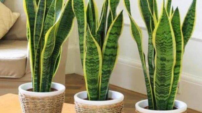 Slaapkamer planten | My Little Home - Greenery | Pinterest | Plants ... Slaapkamer planten | My Little Home - Greenery | Pinterest | Plants ...