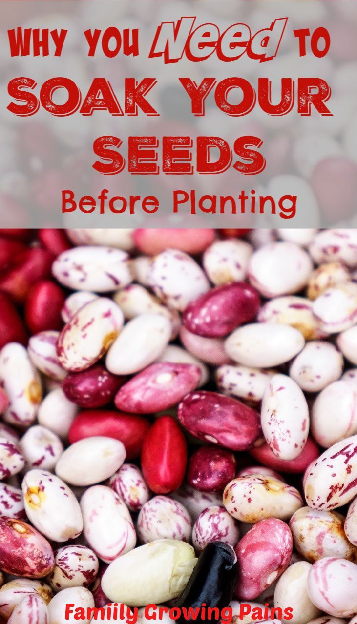 How long do onion seeds take to germinate