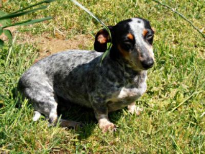 Elsa Britton A Tri Color Blue Merle Mini Dachshund She S The