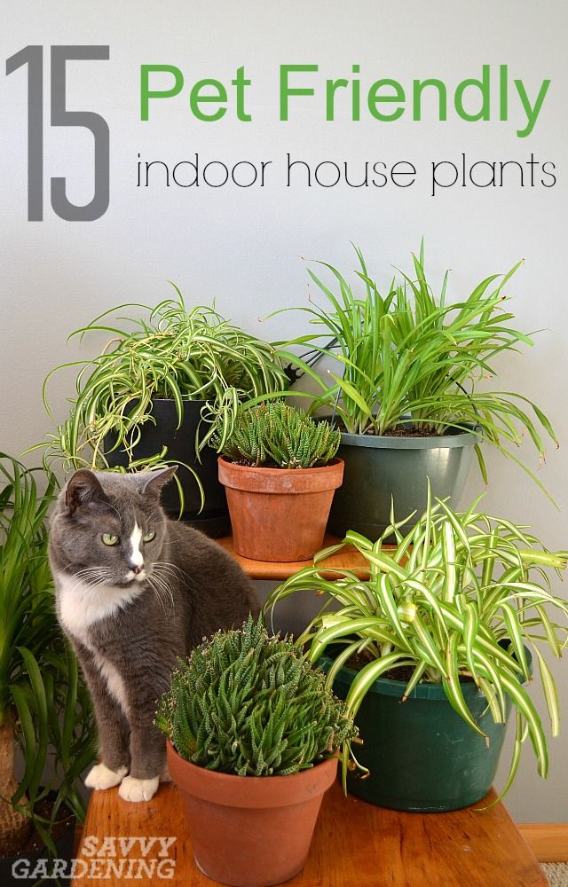 15 Indoor Plants That Are Safe For Cats And Dogs House 15 Indoor Plants That Are Safe For Cats And Dogs House Plantsindoor Gardeninginside