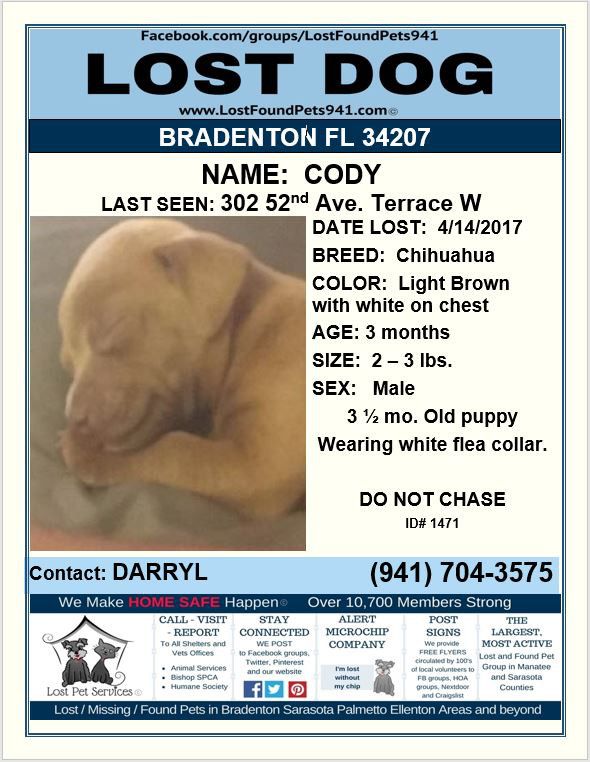 Have You Seen Cody Lost Puppy Chihuahua Lostdog Please Rt