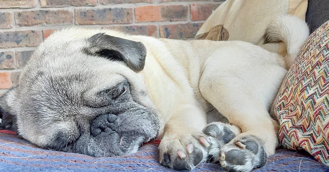 Pug Puppies Image By Terrie Wilson On Pugs Pugs Pug Love